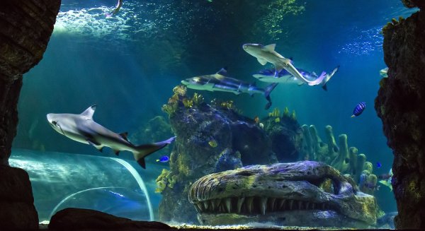 Sea Life Benalmádena mejora sus previsiones