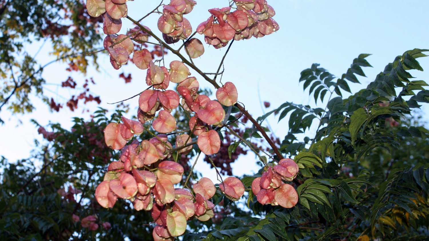 El árbol de la lluvia chino, la planta del mes de enero en La Concepción