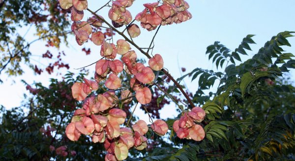 El árbol de la lluvia chino, la planta del mes de enero en La Concepción