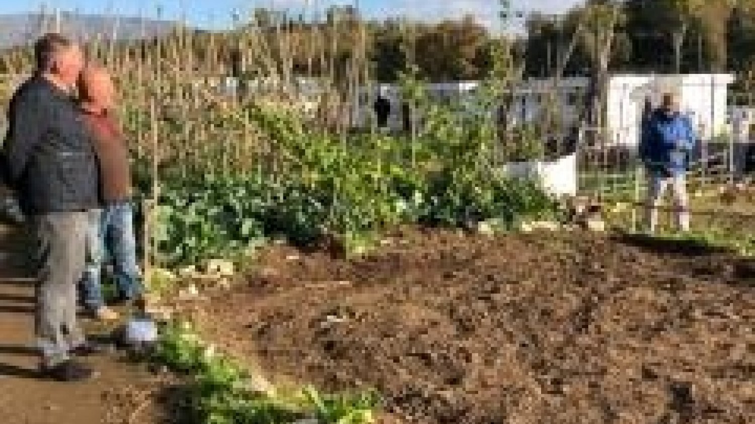 El PP de Mijas denuncia el parón en seco que han sufrido los huertos urbanos en la localidad
