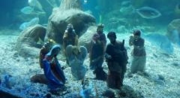 Rayas y tiburones en el belén submarino de Sea Life Benalmádena