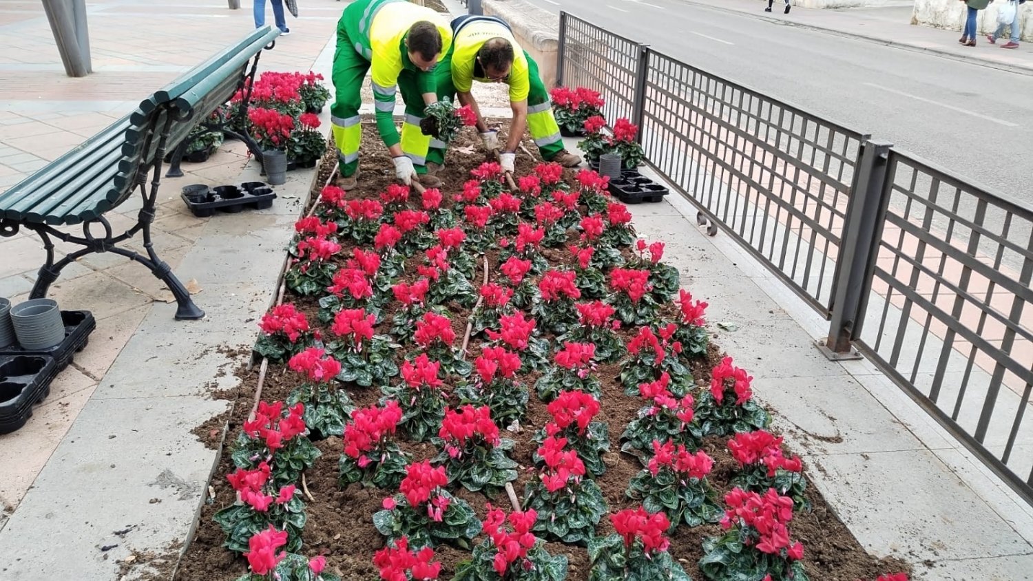 Ronda invierte 12.000 euros en cambiar la decoración floral con especies típicas navideñas