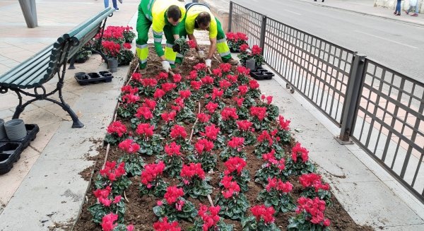 Ronda invierte 12.000 euros en cambiar la decoración floral con especies típicas navideñas
