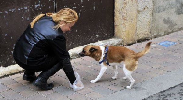 La Policía Local acumula en 2018 casi 500 denuncias a propietarios de perros por no inscribir su ADN canino