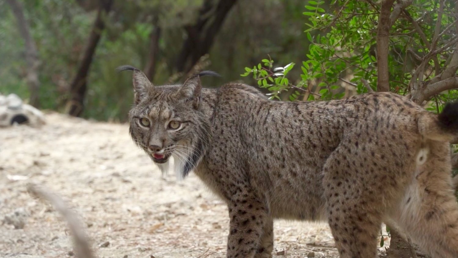 Selwo Aventura acoge a un ejemplar de lince ibérico en colaboración con la Junta