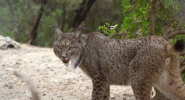 Selwo Aventura acoge a un ejemplar de lince ibérico en colaboración con la Junta