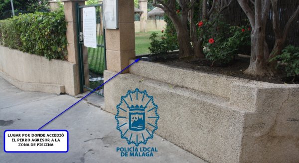 Denuncian al dueño de un perro que mordió en la cabeza a un niño de 7 años