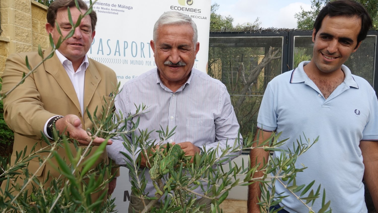 Nacen en el Control de la Biodiversidad de Málaga 34 nuevos camaleones
