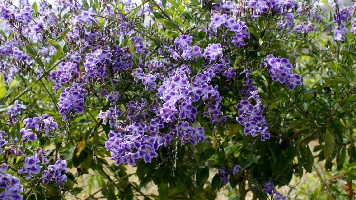 La duranta, la planta del mes en La Concepción