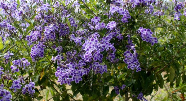 La duranta, la planta del mes en La Concepción