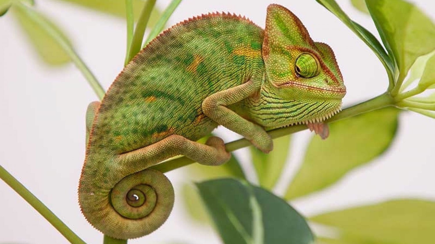 'Ranger Camp', el nuevo atractivo de Sea Life Benalmádena cargado de reptiles e insectos espectaculares