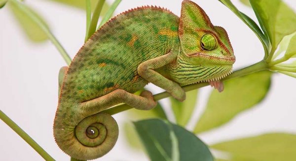 'Ranger Camp', el nuevo atractivo de Sea Life Benalmádena cargado de reptiles e insectos espectaculares