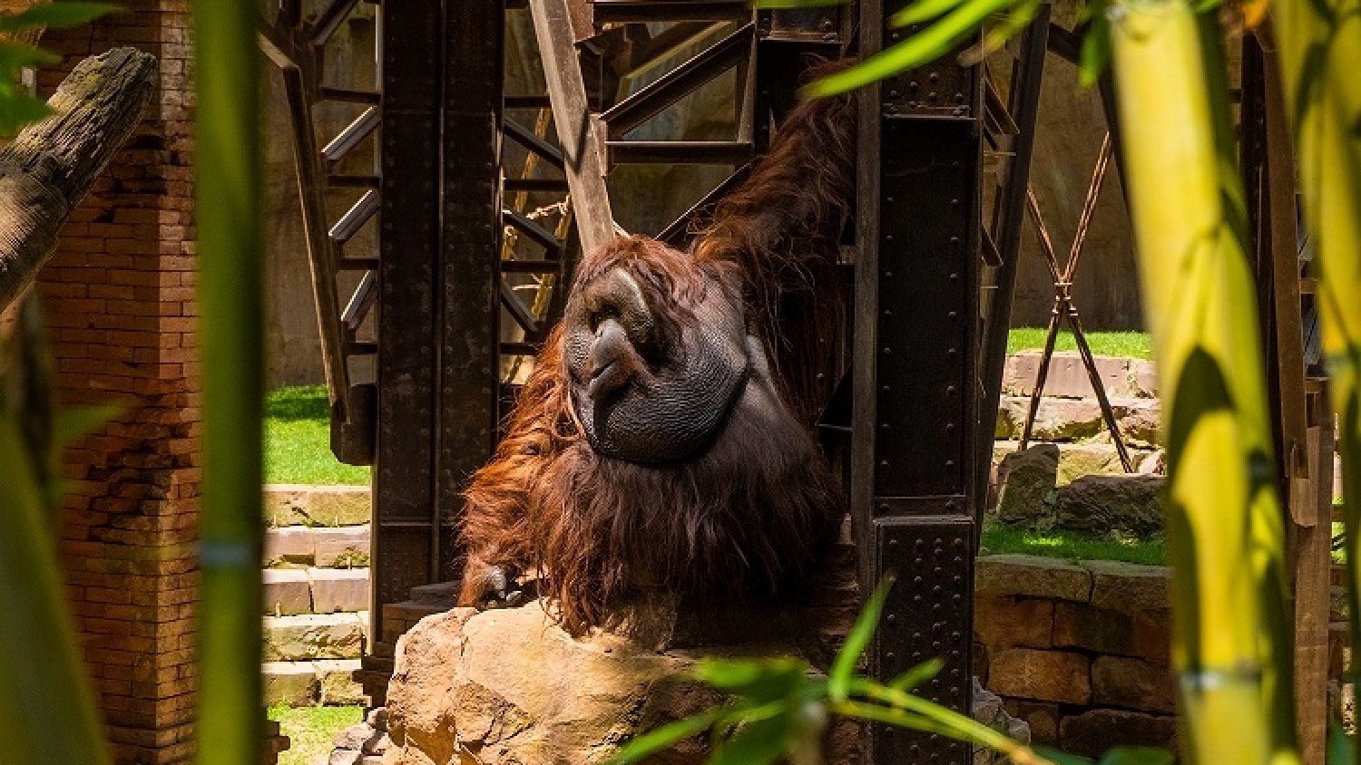 Bioparc Fuengirola alberga más de medio centenar de especies amenazadas de la Lista Roja de la UICN