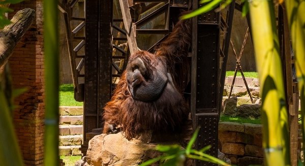 Bioparc Fuengirola alberga más de medio centenar de especies amenazadas de la Lista Roja de la UICN