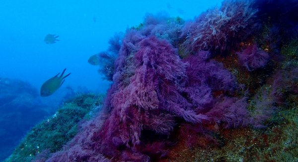 Finaliza el seguimiento de los hábitats litorales mediante buceo científico en la colada del volcán en La Palma