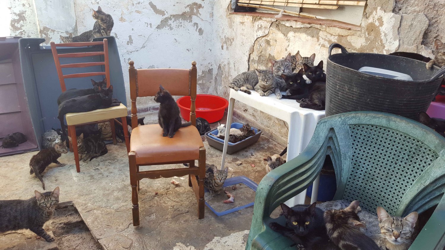 Retiran 101 gatos de una vivienda de 37 metros cuadrados