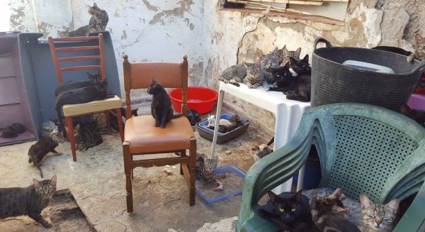 Retiran 101 gatos de una vivienda de 37 metros cuadrados