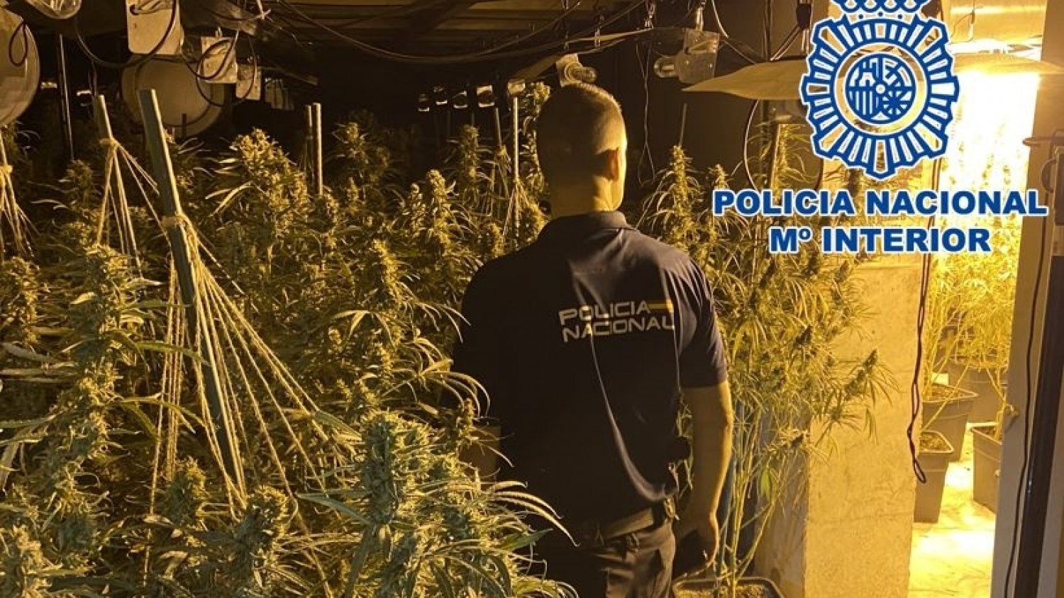 Desarticulada una organización criminal que enviaba marihuana hacia el norte de Europa
