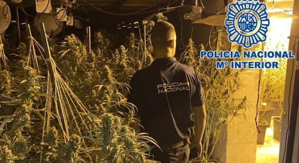Desarticulada una organización criminal que enviaba marihuana hacia el norte de Europa