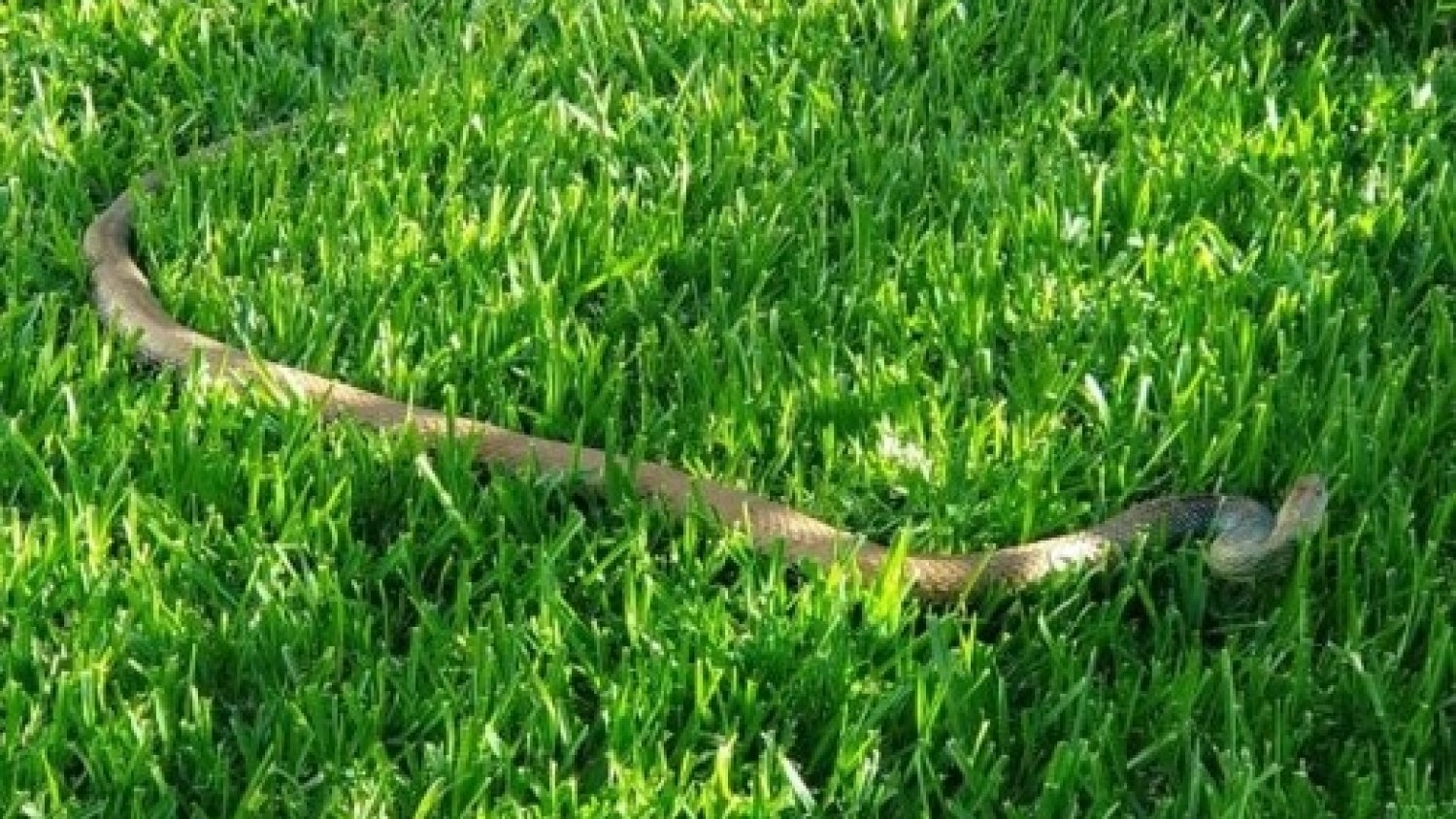 Capturan una serpiente de dos metros en una vivienda de Benajarafe