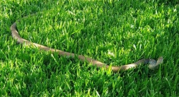 Capturan una serpiente de dos metros en una vivienda de Benajarafe