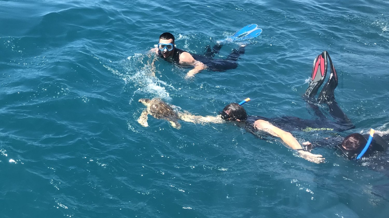La Diputación reafirma su colaboración con el Aula del Mar con la liberación de una tortuga tras un año de recuperación en el CREMA