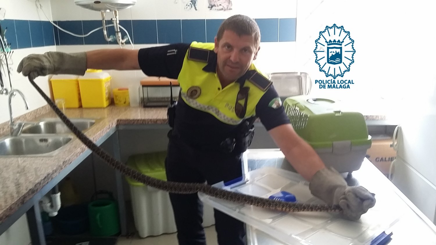 Extraen una culebra bastarda de más de un metro enroscada en el carrito de un bebé
