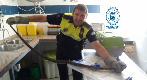 Extraen una culebra bastarda de más de un metro enroscada en el carrito de un bebé