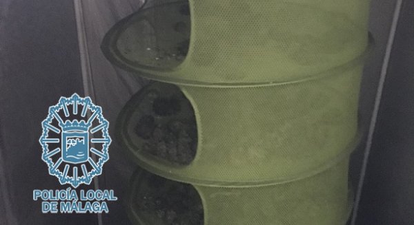 La Policía desmantela una plantación de marihuana cercana a Málaga