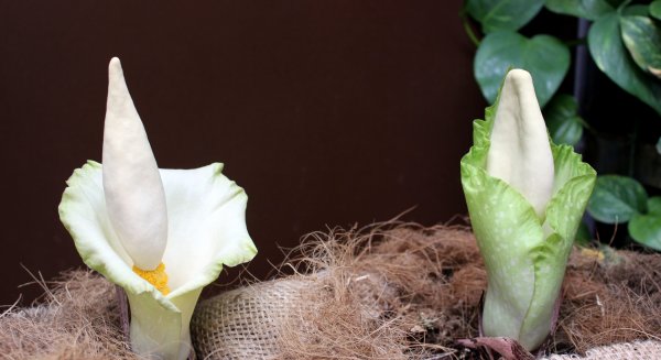 Florece en el Parque Botánico-Orquidario de Estepona una especie tropical  de la familia de la flor más grande del mundo