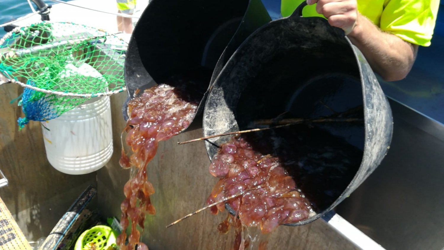 La Mancomunidad retira tres toneladas de medusas en un solo día