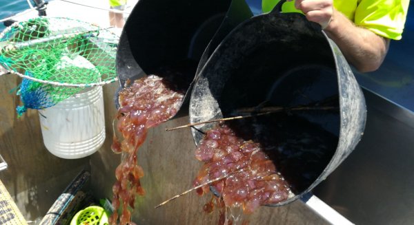 La Mancomunidad retira tres toneladas de medusas en un solo día