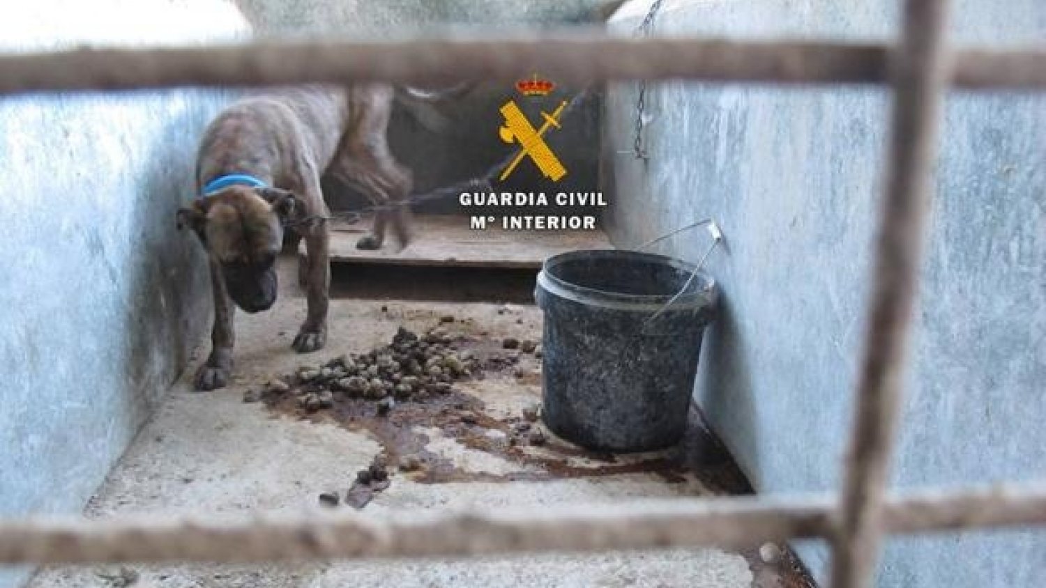 Investigan a cuatro personas por maltrato animal a 40 perros en la zona de la Axarquía