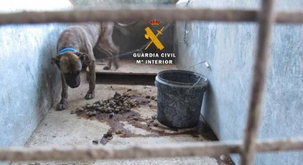 Investigan a cuatro personas por maltrato animal a 40 perros en la zona de la Axarquía