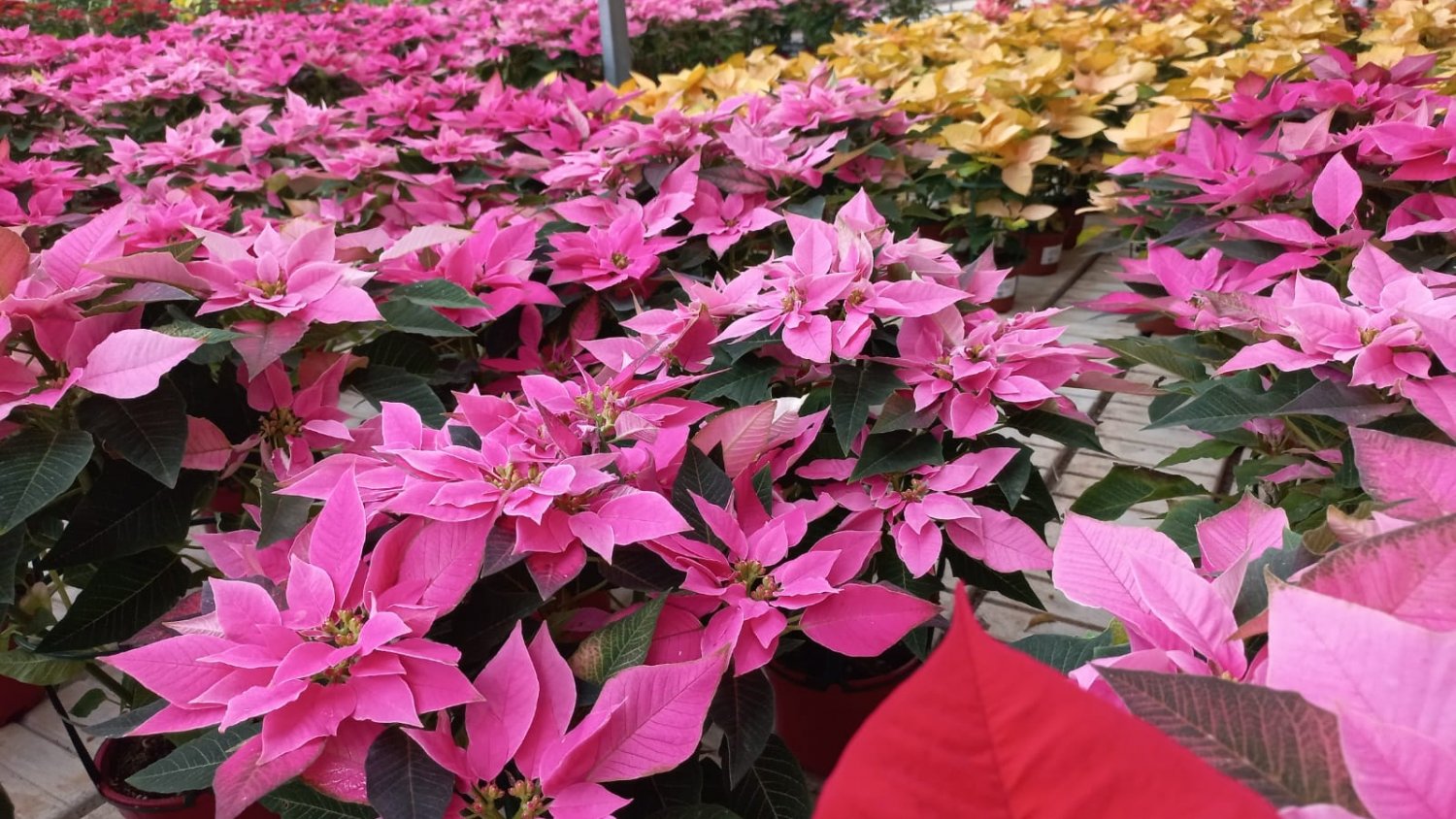 El Vivero Municipal de Torremolinos vende cerca de 1.000 pascueros en unos días