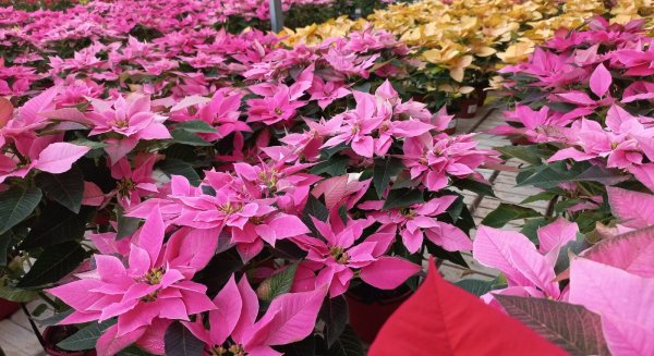 El Vivero Municipal de Torremolinos vende cerca de 1.000 pascueros en unos días