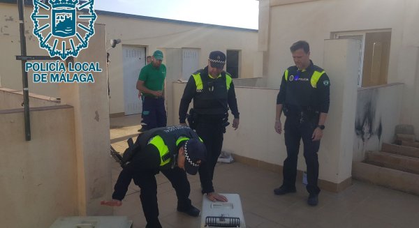 Policías Locales del GRUPRONA  desmantelan un criadero ilegal de gallos de pelea