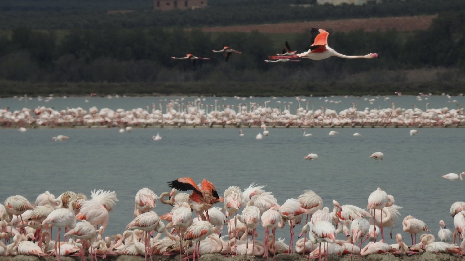 La Reserva Natural Laguna de Fuente de Piedra cuenta con 35.000 flamencos tras las lluvias de marzo y abril