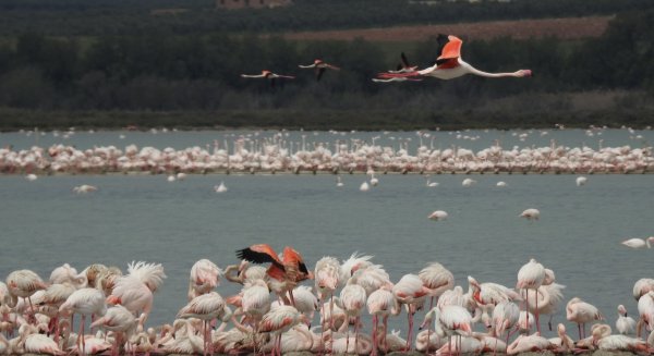 La Reserva Natural Laguna de Fuente de Piedra cuenta con 35.000 flamencos tras las lluvias de marzo y abril