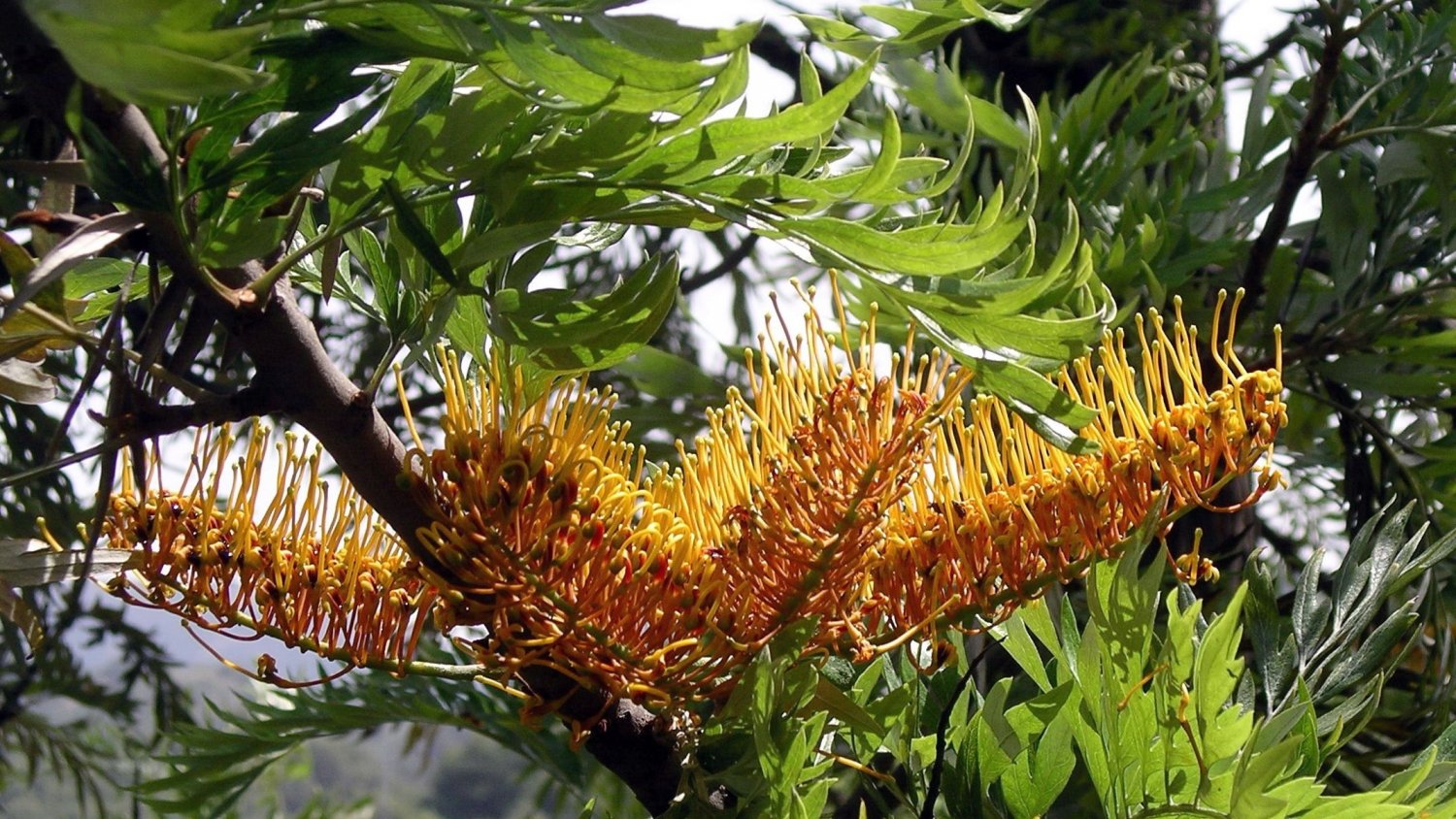 La grevillea, la planta del mes de mayo en El Botánico