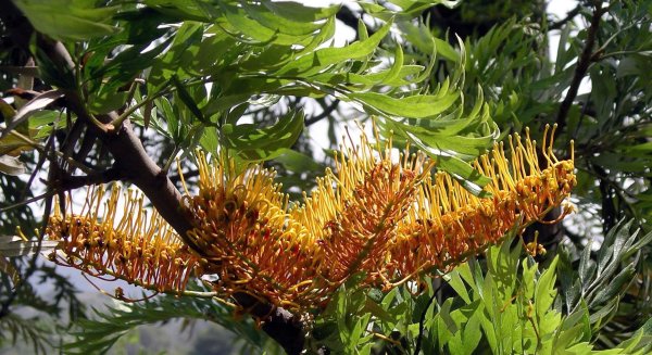 La grevillea, la planta del mes de mayo en El Botánico