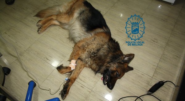 Investigan a un hombre por maltratar a un perro enfermo que murió tras ser intervenido quirúrgicamente