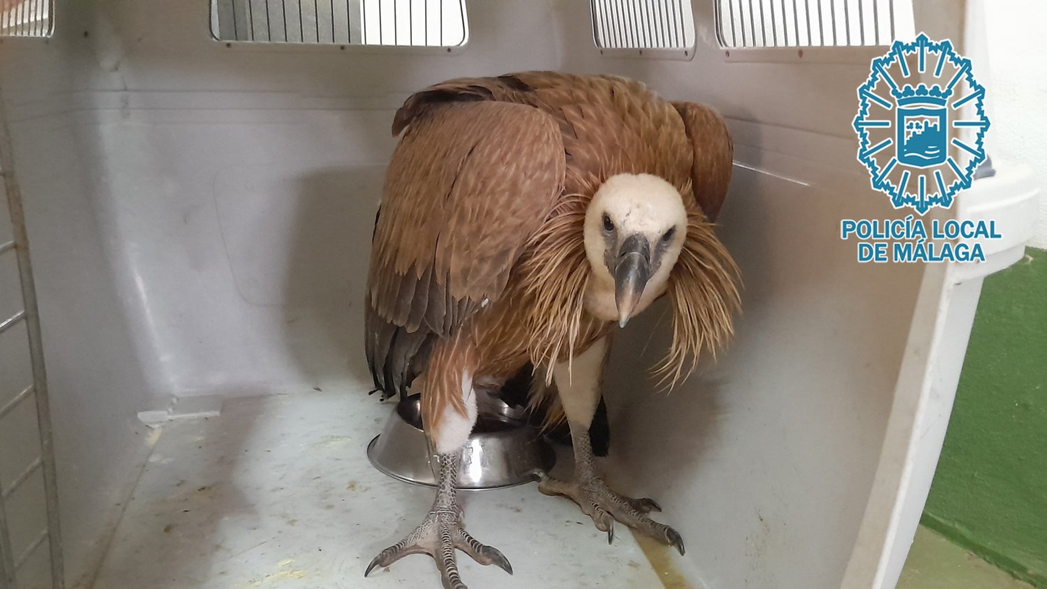 Grupona rescata a un ejemplar de buitre leonado que se encontraba debilitado