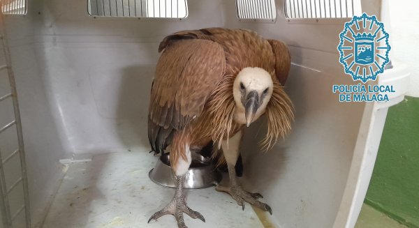 Grupona rescata a un ejemplar de buitre leonado que se encontraba debilitado