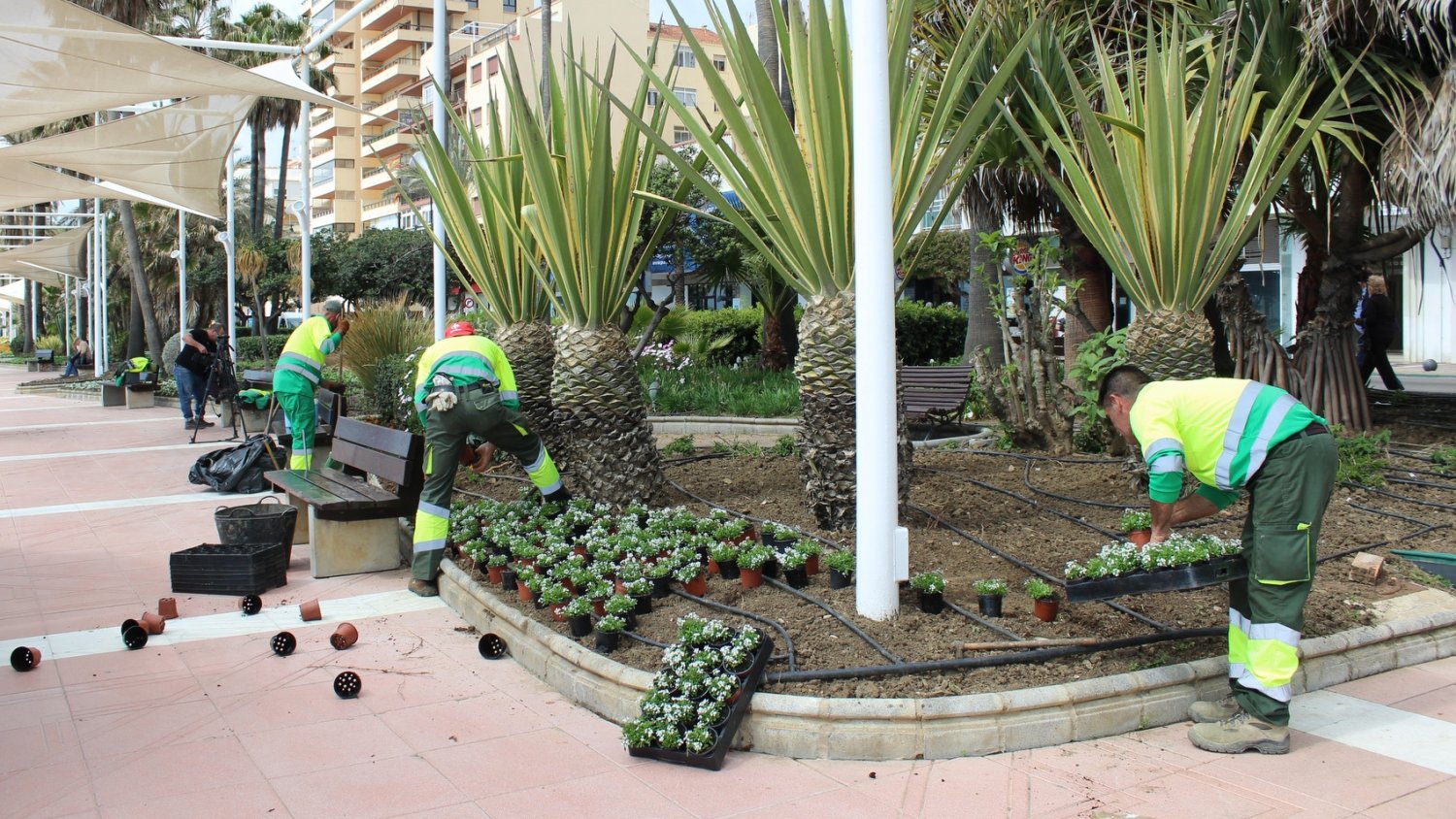 Estepona intensifica la plantación de primavera con 250.000 ejemplares de color y arbustivos