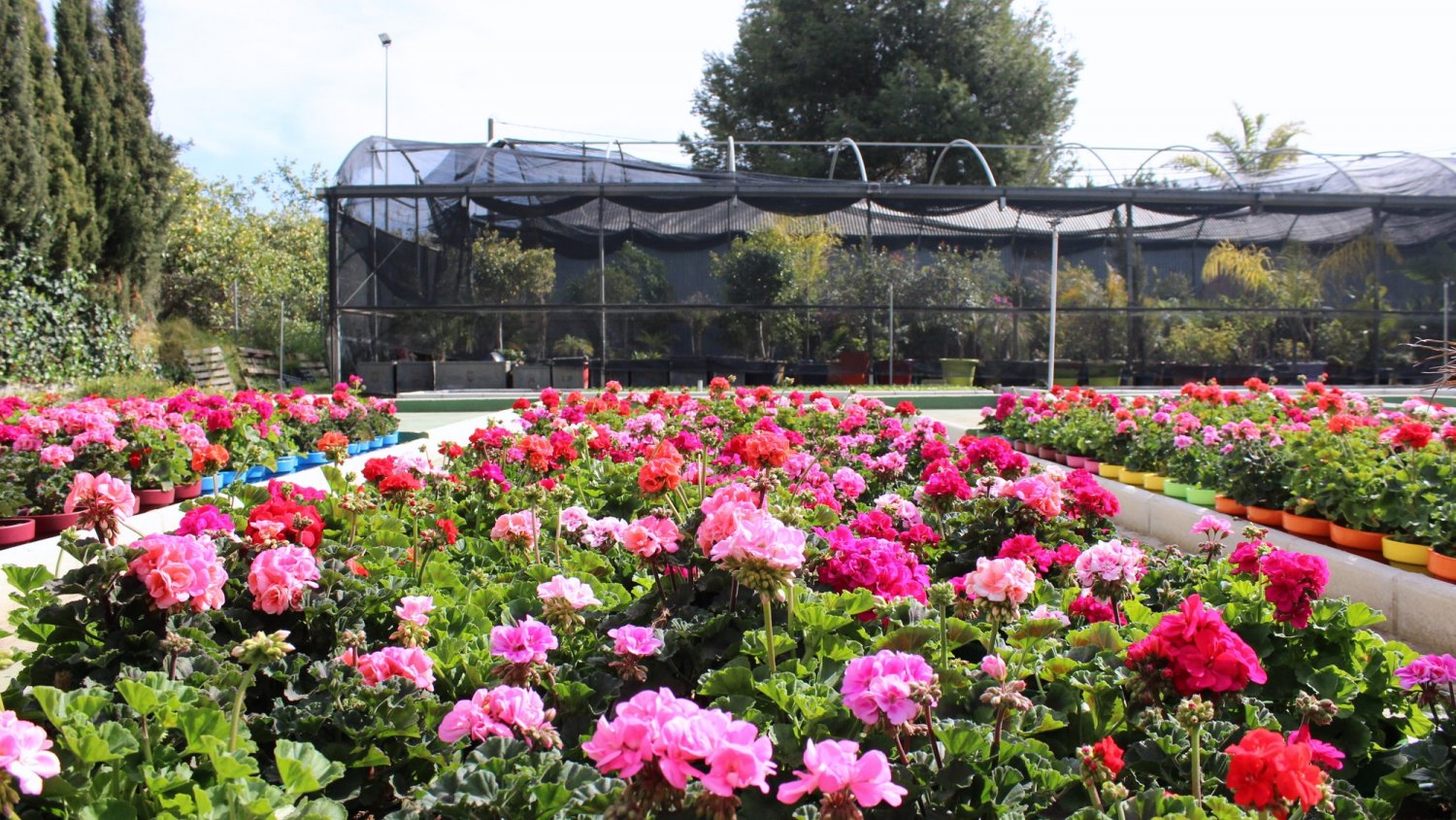 Estepona refuerza el proyecto 'Estepona Jardín de la Costa del Sol' para superar las 20.000 macetas en el Centro