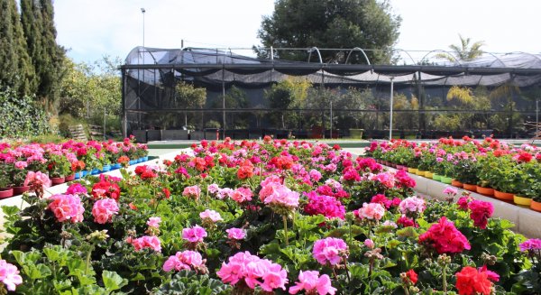 Estepona refuerza el proyecto 'Estepona Jardín de la Costa del Sol' para superar las 20.000 macetas en el Centro