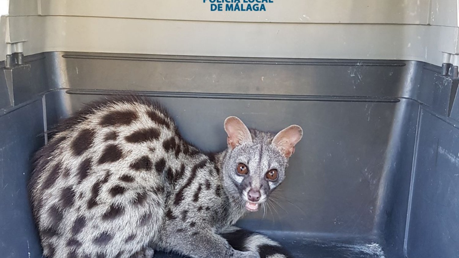 El Grupona de la Policía Local recuperó a 251 animales e inspeccionó 62 centros en 2017
