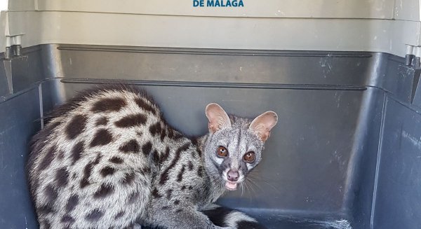 El Grupona de la Policía Local recuperó a 251 animales e inspeccionó 62 centros en 2017