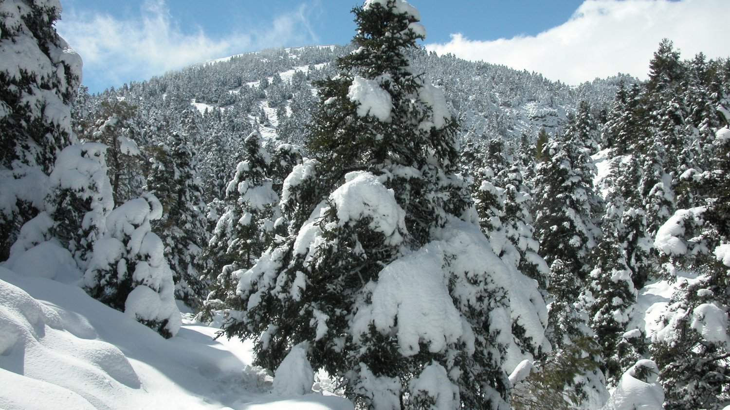 El Gobierno aprueba la fase inicial en la declaración de la Sierra de las Nieves como Parque Nacional